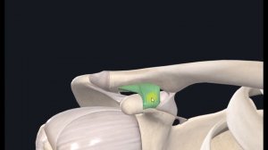 Акромиально-ключичный сустав (art.acromioclavicularis) 3D Анатомия