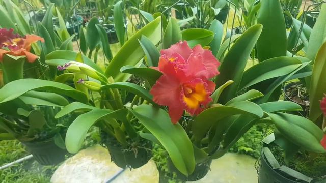 Cattleya in bloom -July 2021 смотреть онлайн