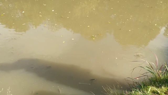 София прекрасная на зооферме!! смотреть онлайн