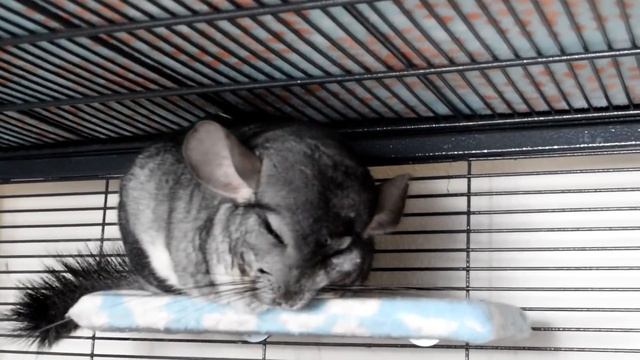 Chinchilla Q&A
