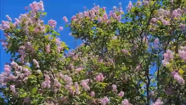 Обильно расцвела Сирень .?? смотреть онлайн