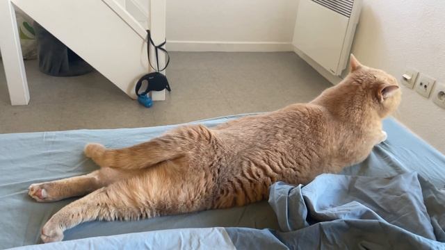 Vlog || Внезапная выписка из больницы Франции ?? // Лечение на дому смотреть онлайн