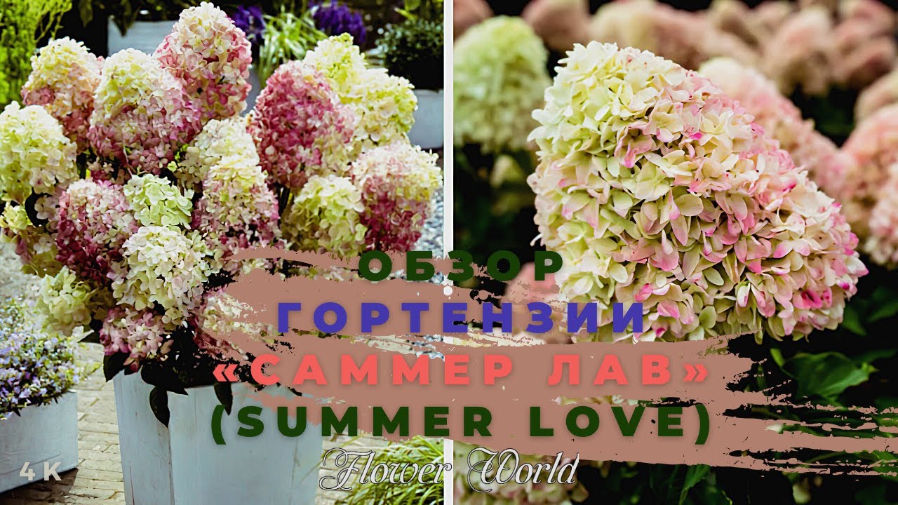 Обзор Гортензии Летняя любовь (Саммер лав) (Summer Love)?