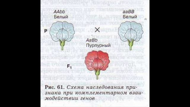 Взаимодействие генов смотреть онлайн