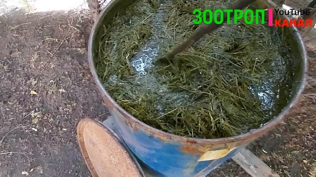 Подкормка огурцов просто. Урожай. Огурцы в бочке. Родничок. Удобрение своими руками. #зоотроп смотреть онлайн