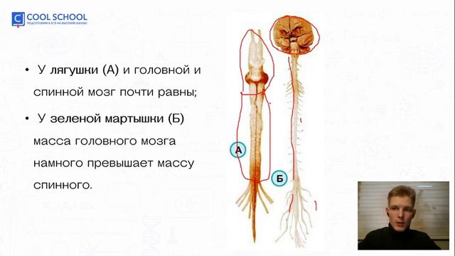 Эволюция нервной системы | Биология ЕГЭ | Cool School смотреть онлайн