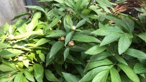 Пионы сгнили ещё в бутонах. Что не нужно делать???