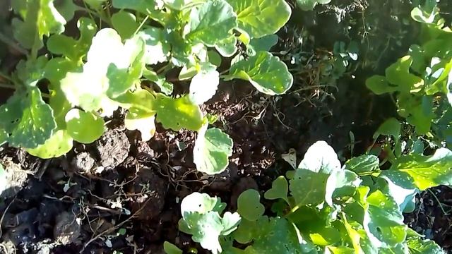 6 урожаев с одной грядки. Смешанные посадки. смотреть онлайн