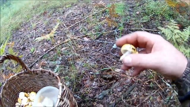 Заготовка ЖЕЛТОЙ СЫРОЕЖКИ (Будни охотника и рыбака) смотреть онлайн