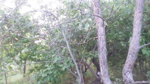 Виктор Безгодков. Что-то с миром не то... Погибают хорошие деревья - быстро... смотреть онлайн