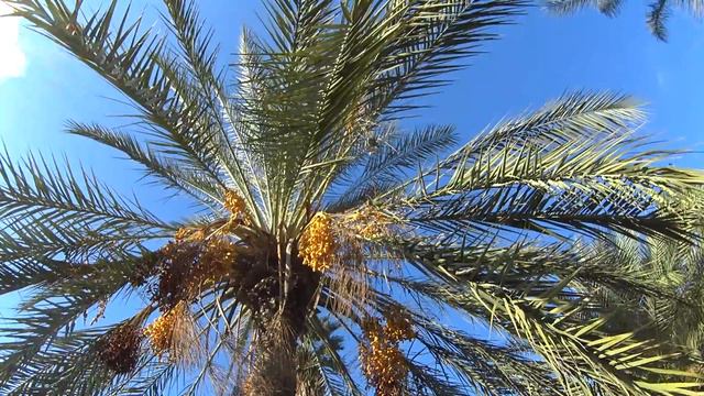 Попугаи как воробьи смотреть онлайн