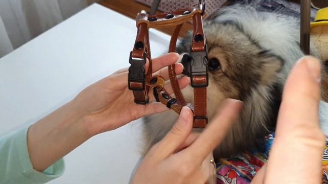 Одежда для шпица.Жилетка. смотреть онлайн