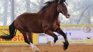 Лошади тяжеловозы | Коневодство | Тяжелоупряжные породы лошадей