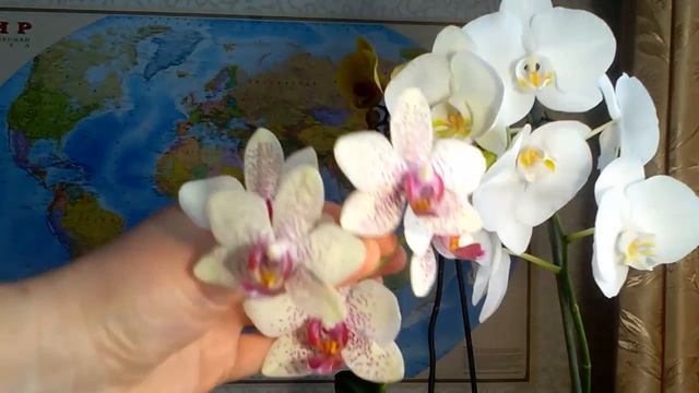 Цветение сюрпризов, Голден Бьюти, Пико Фентези и белая крупная. смотреть онлайн