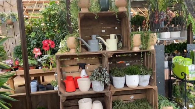 ALOCASIA AZLANII смотреть онлайн