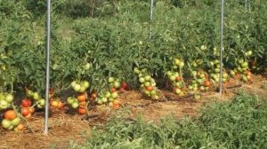 Борная кислота для помидоров и огурцов Опрыскивание