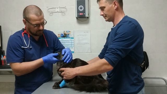 Как правильно зафиксировать питомца на приеме у врача смотреть онлайн