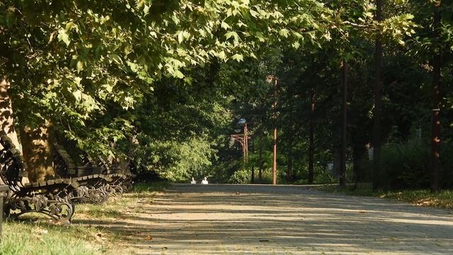 Зеленый дятел, трясогузка, щурка и вяхирь - птицы у реки летом смотреть онлайн