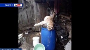 Незаконная охота на рысь Десногорск