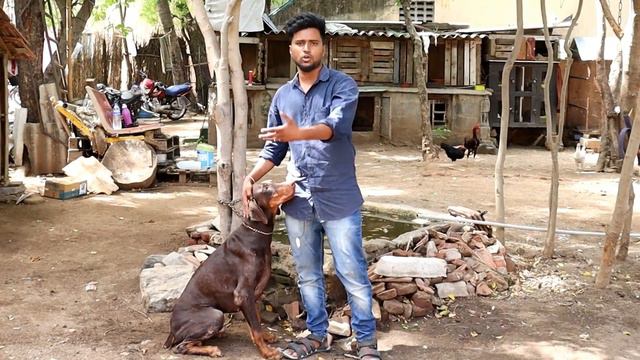American Doberman Vs European Doberman || Comparison || Tamil || Youtribers