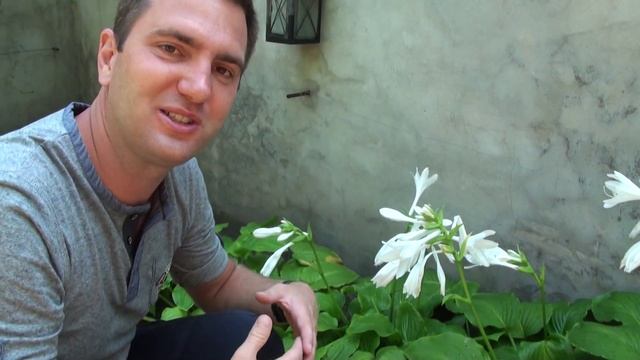 Árnyékliliom virágzása - Hosta plantaginea - Árnyékkedvelő évelők - Megyeri Kertészet Pécs смотреть онлайн