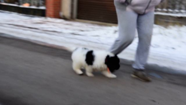 Щенок ньюфаундленда питомника Сент Джонс смотреть онлайн