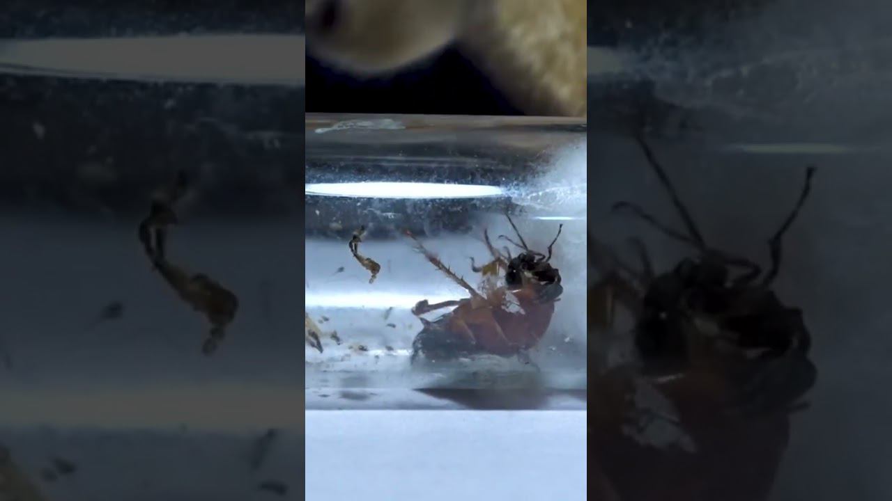 Охота вампиров на таракана и их личинки #муравьи #ants смотреть онлайн