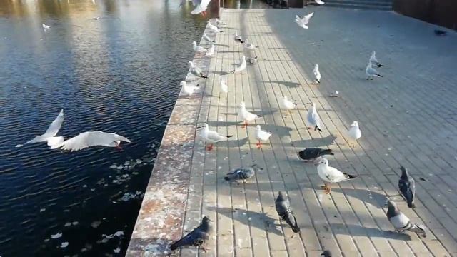 Лебединое озеро-главная достопримечательность Астрахани. Swan Lake. смотреть онлайн