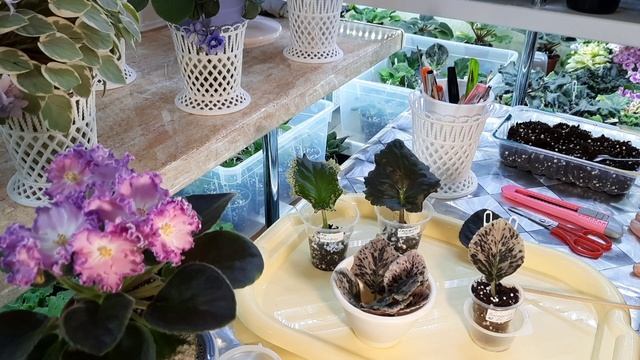 Почему лист фиалки долго не даёт деток? Как посадить листовой черенок правильно? смотреть онлайн