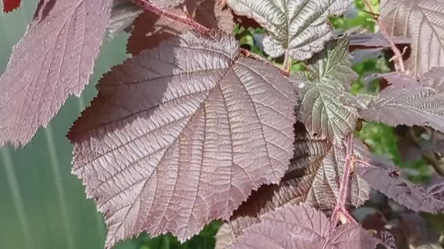 Красный орех. (2021.05.30_16:33:20)