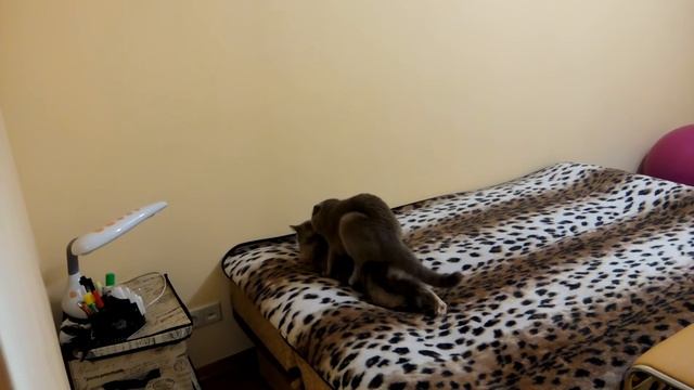 Вязка шотландских котов скоттиш страйт и скоттиш фолд. смотреть онлайн