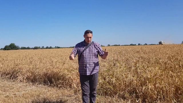 Просо смотреть онлайн