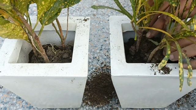 Planting Croton Plants | Where And How We Should Keep Them | Codiaeum Variegatum Plants
