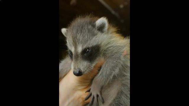 где купить енота в москве, 8 (916) 702-11-08 смотреть онлайн