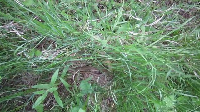 змеинный секас