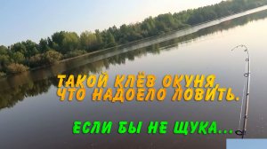 Такой клёв окуня, что надоело ловить. Если бы не щука...