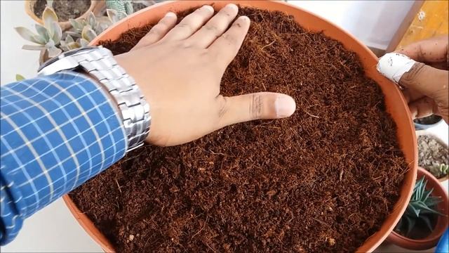 How to Propagate Succulents Fast n Easy смотреть онлайн