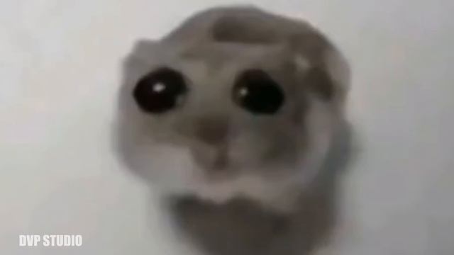 「 10 ЧАСОВ 」ХОМЯК СМОТРИТ В КАМЕРУ ПОД ГРУСТНУЮ МУЗЫКУ смотреть онлайн