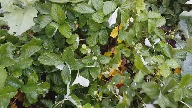 #дачныйвлог Дачный влог. Поездка на электричке. Обзор дачи. Изменение. Я художник. Едим арбуз. смотреть онлайн