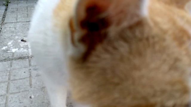 САНДАНСКИ, Болгария | SANDANSKI, Bulgaria