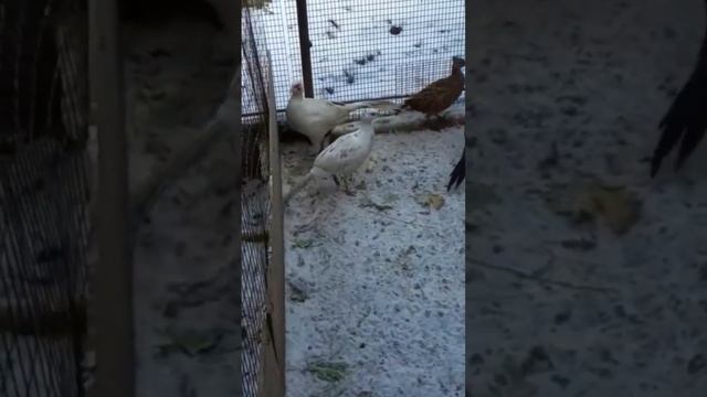 фазан, охотничий, румынский,и белый фазан смотреть онлайн