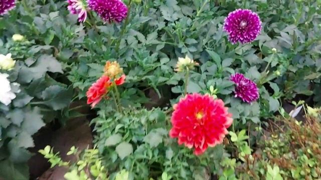 OBI. Цветочный рай. Покупка цветов и садовой мебели #obi #оби #комнатныерастения смотреть онлайн