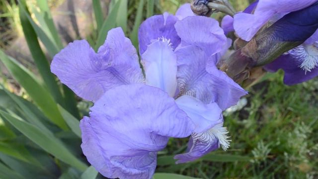 Красивый цветок смотреть онлайн