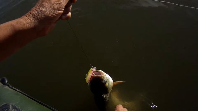 Жерех в траве на APIA Lammtarra 130F.Asp Fishing.