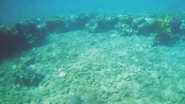 Желтые кораллы красного моря. Ноябрь,Эйлат. Израиль смотреть онлайн