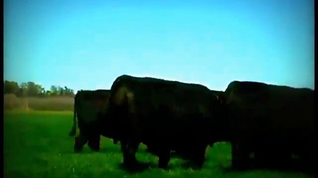 Абердин-ангусская порода крупного рогатого скота смотреть онлайн