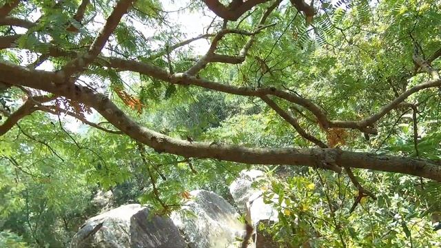 Khám Phá Vùng Bảy Núi Mùng 2 Tết Ngọn Núi Thờ Ngài Chánh Soái Nhiều Quần Áo Treo Trên Cây Kỳ Lạ смотреть онлайн