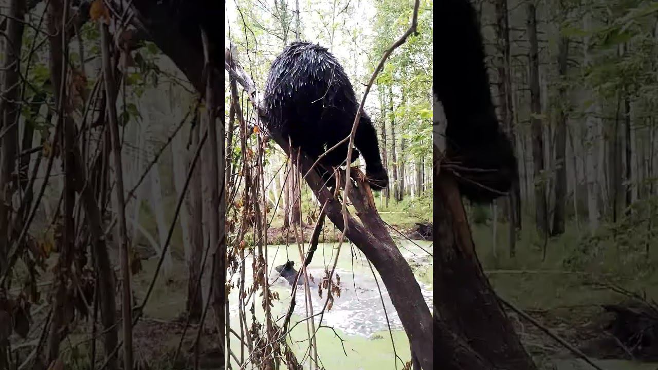 Буржуй не клюёт. смотреть онлайн