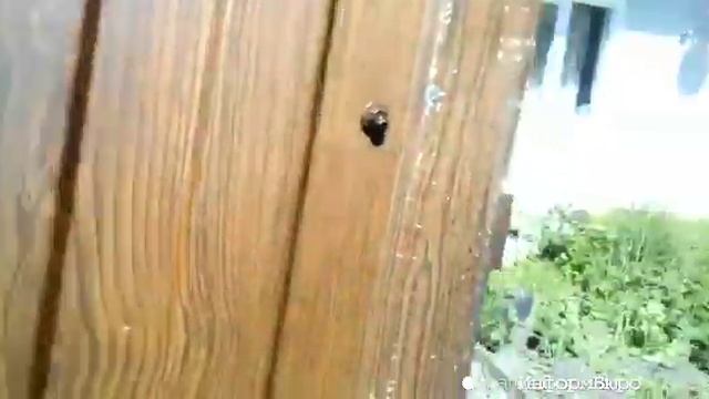 Нашествие мух на Свердловскую область смотреть онлайн