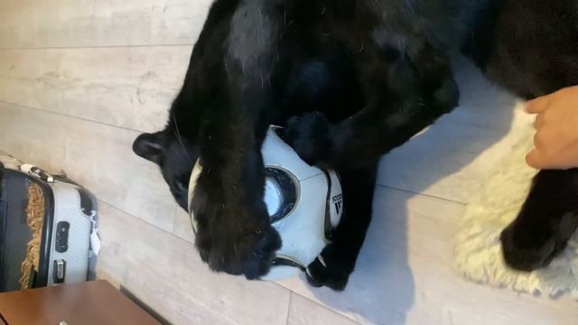 Panther Luna On Home Vacation 💗